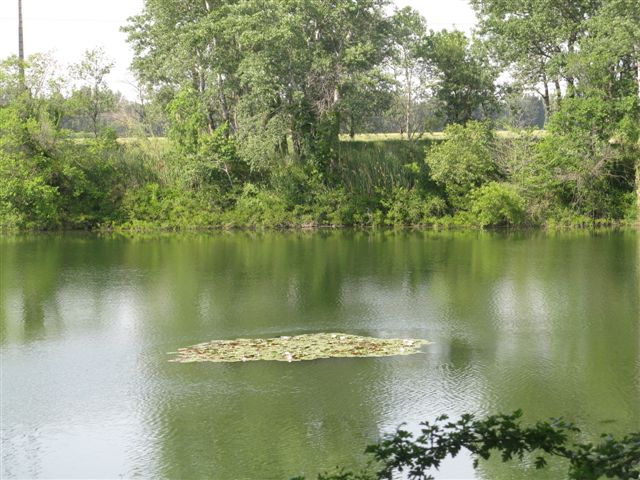 images